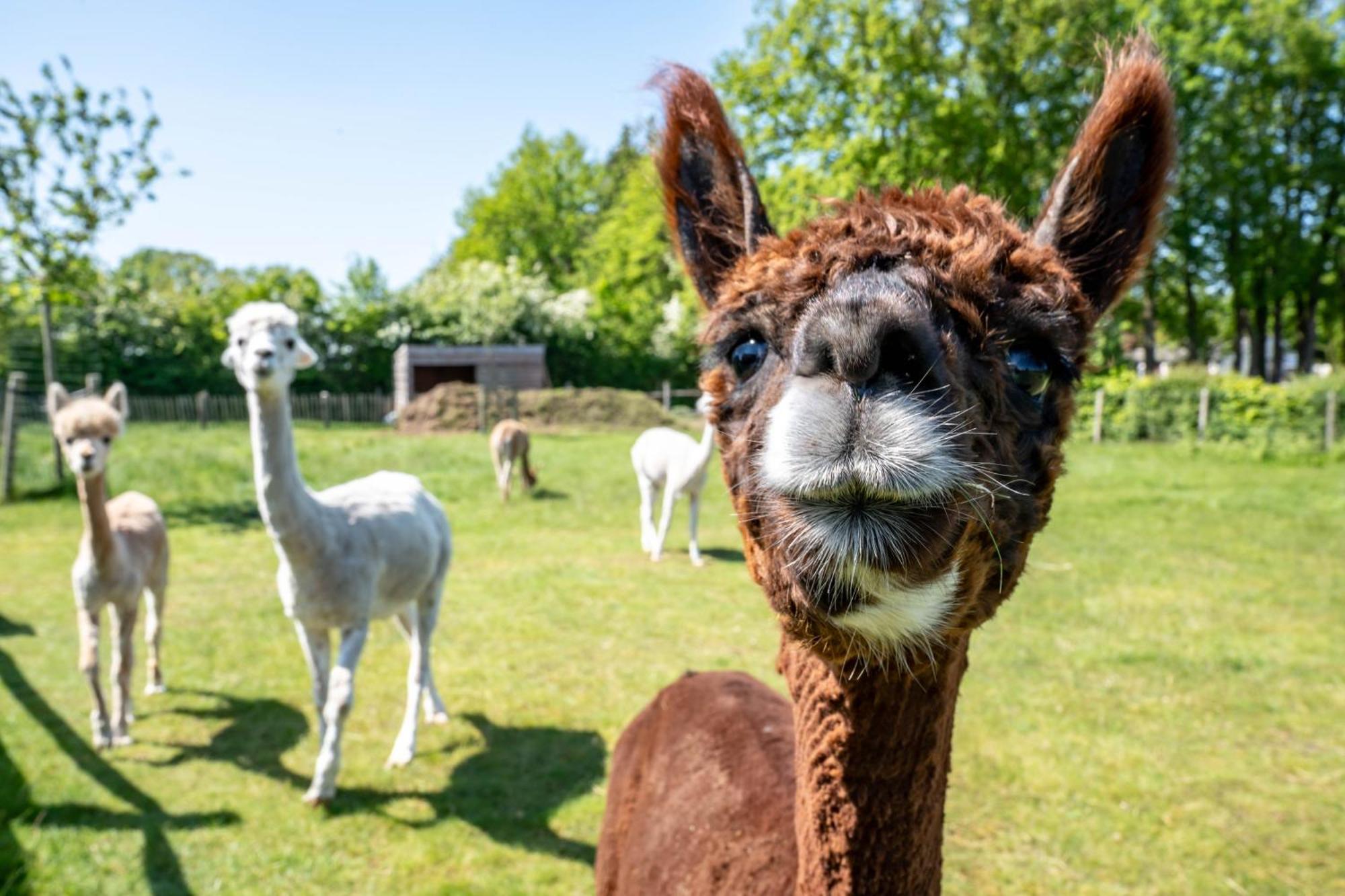 Hoeve Den Akker - Luxueuze Vakantiewoningen Met Privetuinen En Alpaca'S Nabij Brugge, Damme, Knokke, Sluis En Cadzand Exterior foto